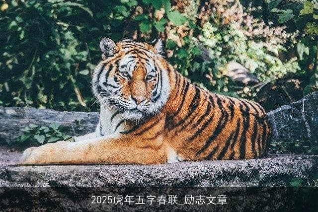 2025虎年春联：三副精选春联及其寓意