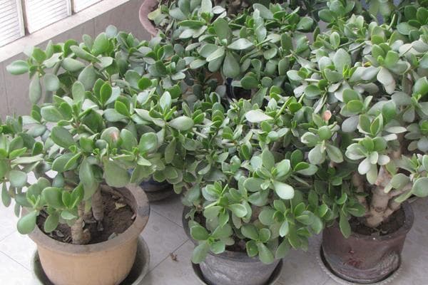 玉树怎么养才能更旺盛开花？
