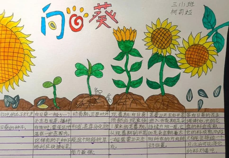 植物记录卡怎么做图片（植物记录卡怎么做图片三年级向日葵）