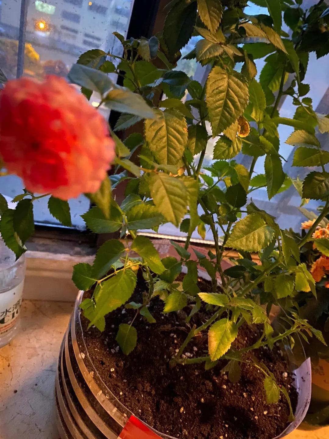 玫瑰花怎么养才不会枯萎