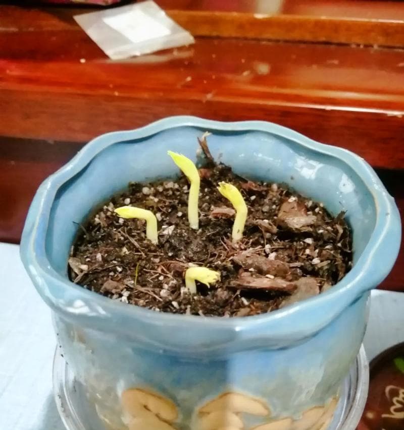 蚕豆开花结果的生长过程（了解蚕豆的生长规律和花果形成）