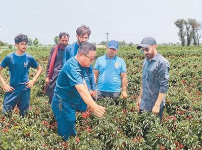 揭秘巴基斯坦辣椒种植黑科技：中国技术员助力产量翻番