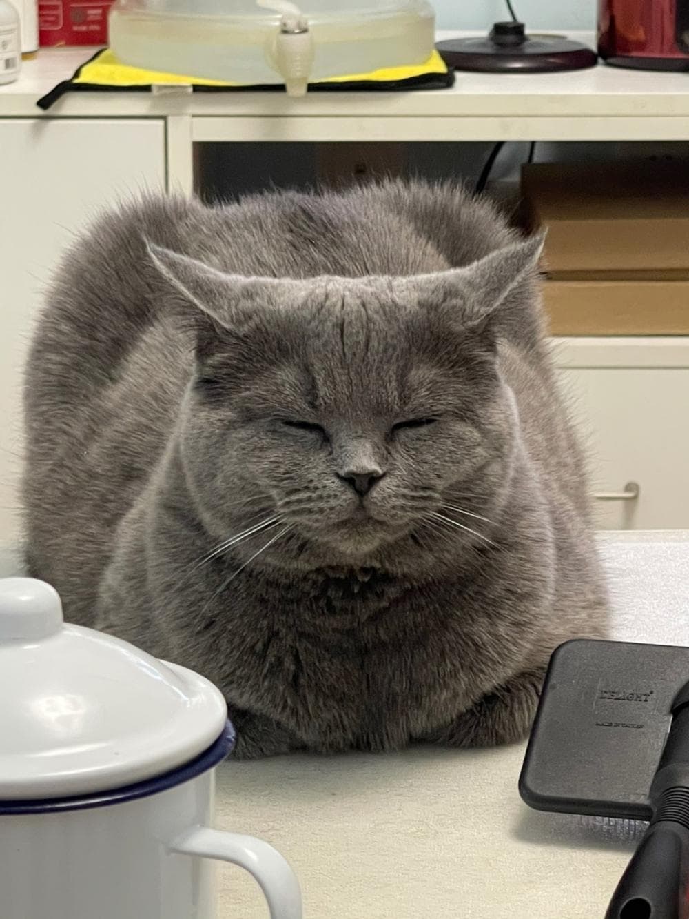猫咪耳朵方向与情绪的关联？透过观察耳朵了解猫咪心情！