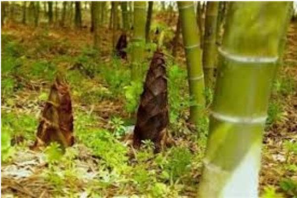 春笋什么时候挖？3月中下旬至清明前后为最佳时节