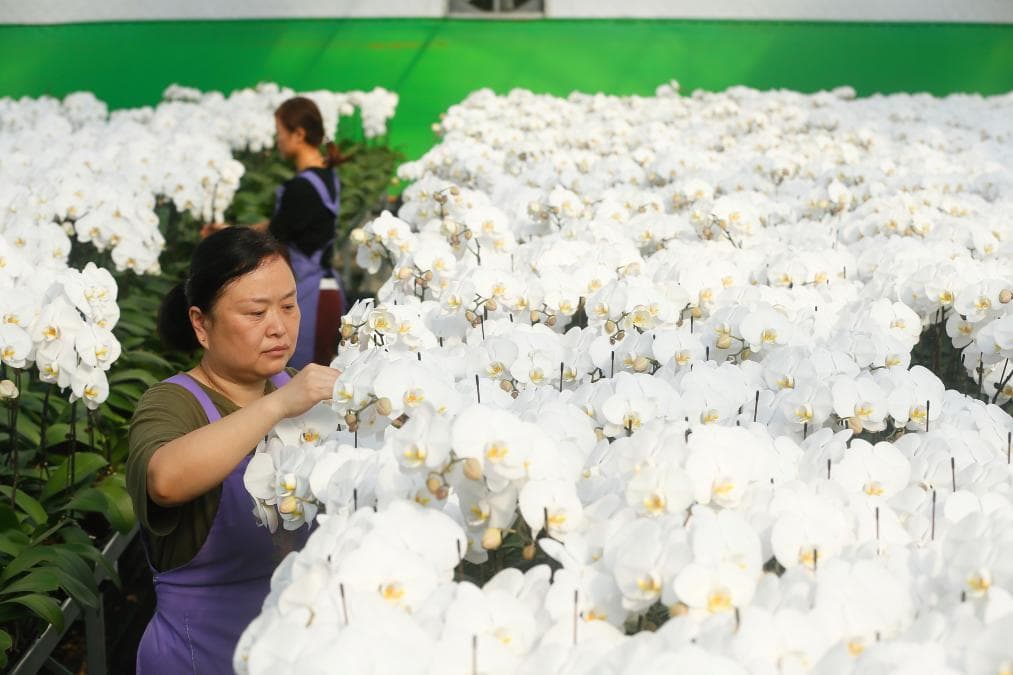 “花”样经济，绽放文旅新活力