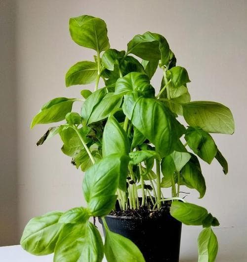 绿萝花的神奇功效（它不仅是观叶植物，更是身体健康的佳品）