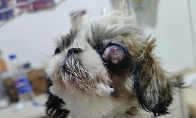 常见的狗狗眼部疾病（了解宠物眼睛健康，守护它们的视力）