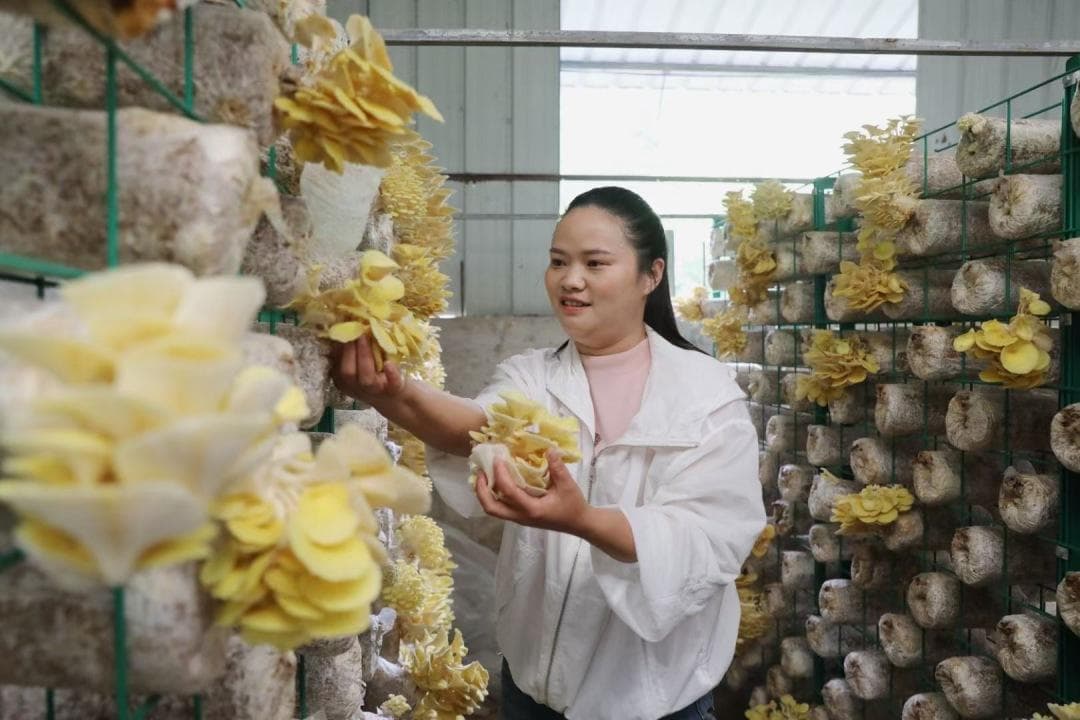 贵州返乡创业女青年：短视频卖菌一年营收260万元