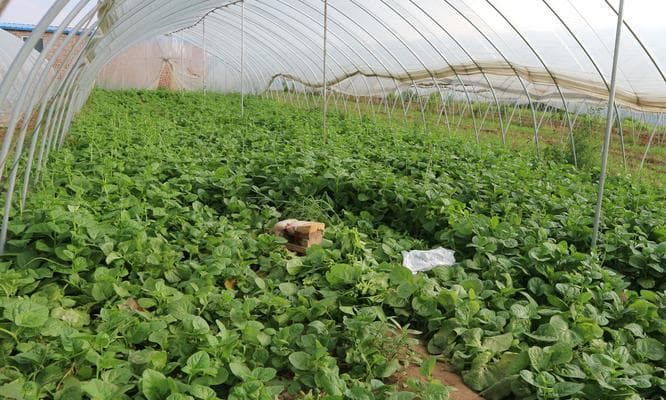 沙土种菜指南：掌握这些技巧让你的沙土变成种菜宝地