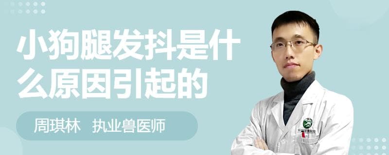 小狗腿发抖怎么办？5种常见原因及应对方法