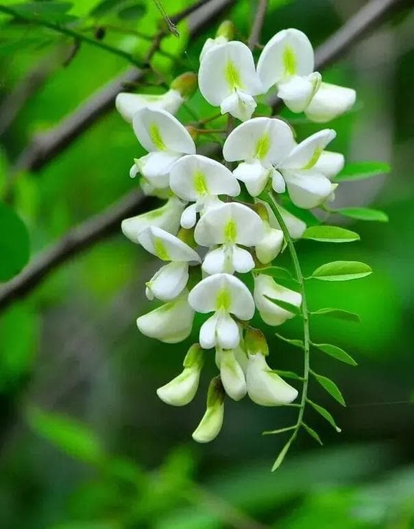 杨槐树为什么五月开花？