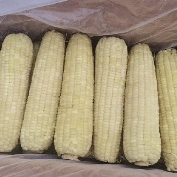 山东高产玉米排名第一的玉米品种