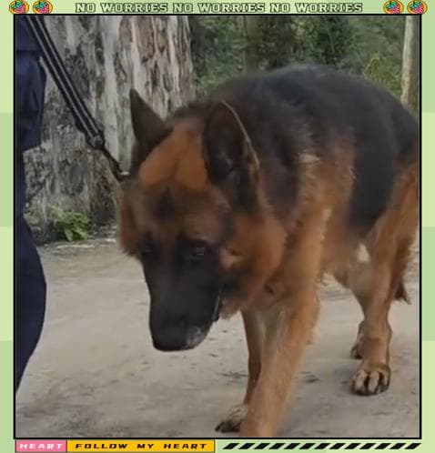 警犬失联引发关注，多地发布寻狗启事