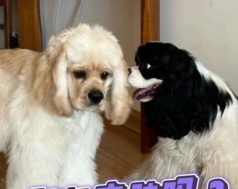 可卡犬的寿命有多长（探究可卡犬寿命长短的原因及如何延长其寿命）