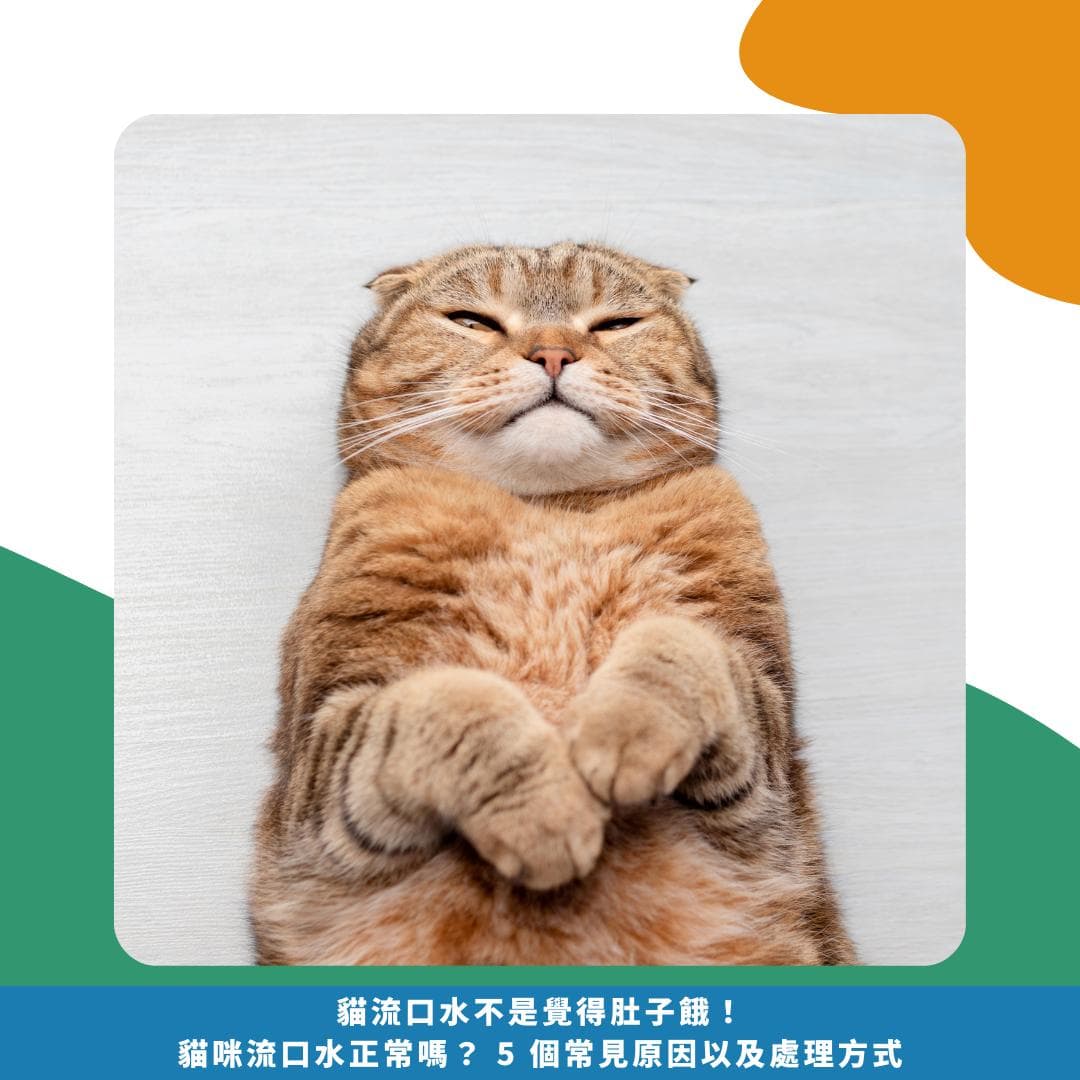 猫咪流口水正常吗？5个常见原因及处理建议