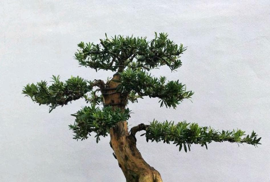 罗汉松的冬季防寒与保护（如何防止罗汉松在冬天冻死）