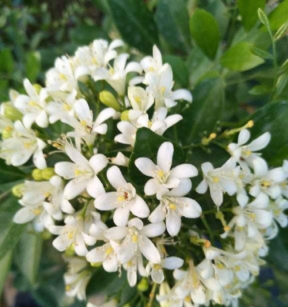 九里香能在室内冬天开花吗？（解读九里香室内养护方法，让其在室内越冬开花。）