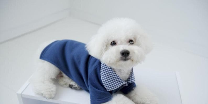 给比熊犬加餐的6种食物，让它健康成长