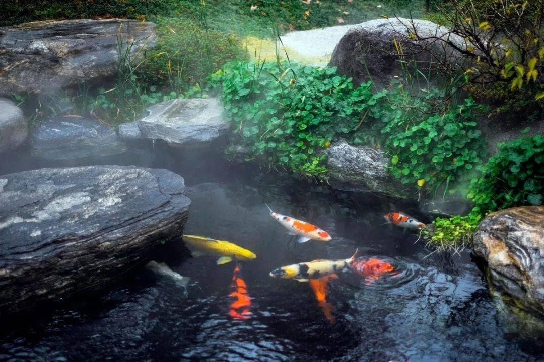 如何养好锦鲤？12项最佳水质参数告诉你！