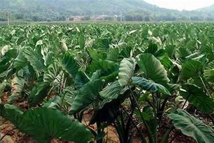 芋头育苗：掌握合理种植技巧，收获丰硕成果