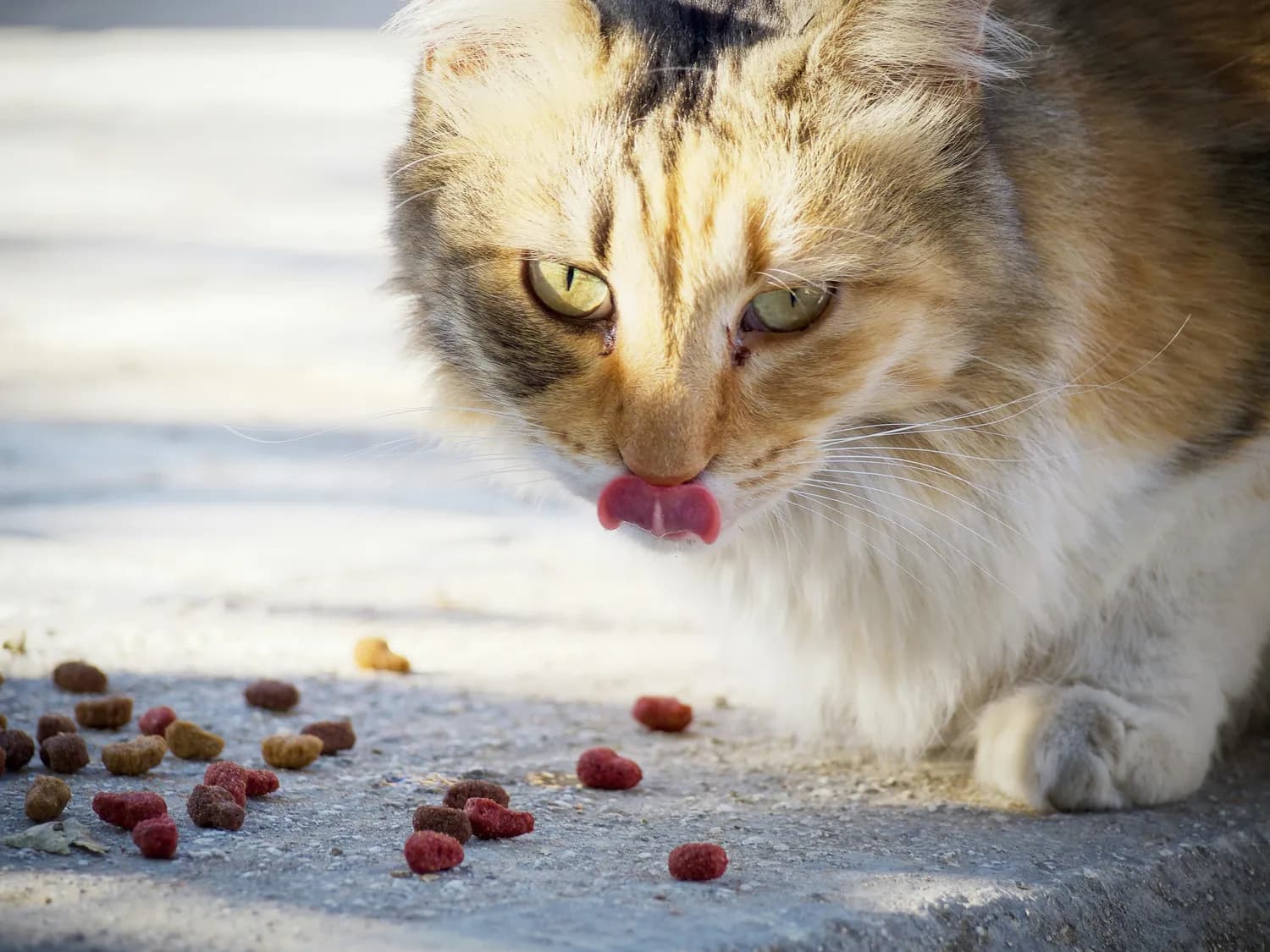 猫咪肠胃不适？益生菌来救场啦！