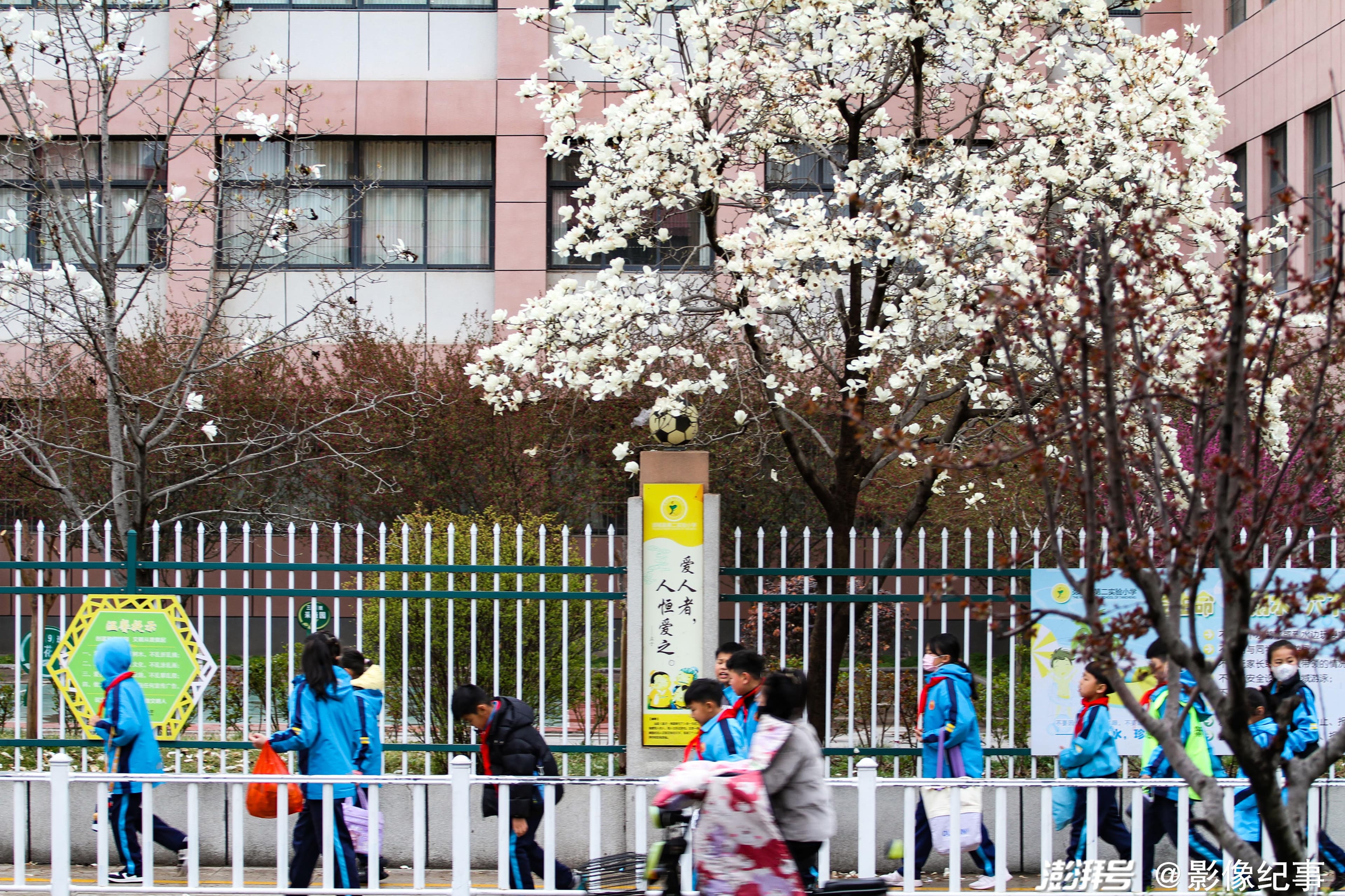 山东郯城：玉兰花开上学路