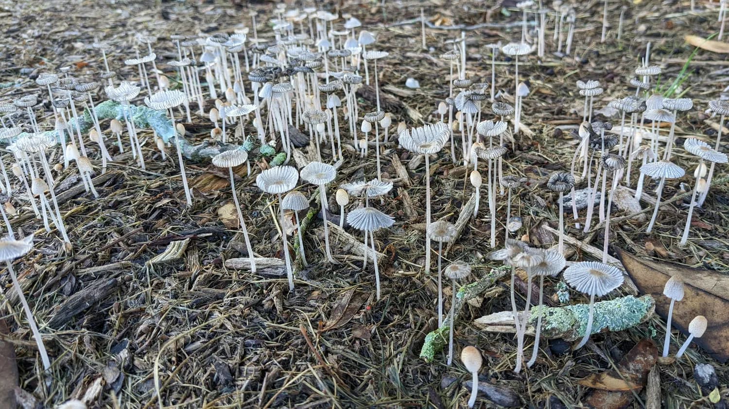 砂壤土：鹿茸菌种植的理想选择