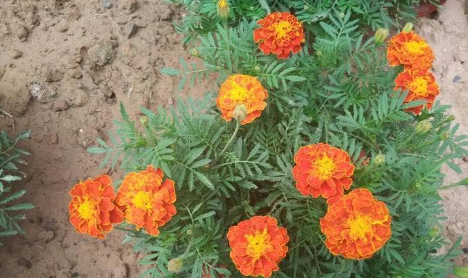 河北适宜种植的花种类剖析（了解河北气候条件，选择最适合生长的花卉品种）