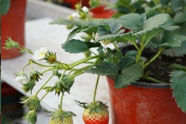 草莓种植完全指南：12个步骤打造甜蜜果园