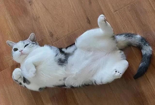 猫咪喜欢在地上“打滚”，你知道是为什么吗？