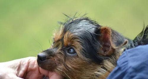 狗狗第三针疫苗打完多久打狂犬？宠物犬疫苗接种时间表及狂犬疫苗相关知识