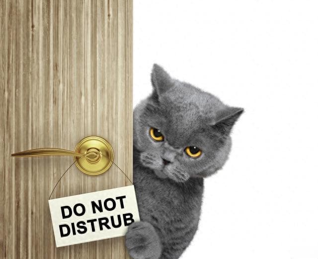 猫咪的社交行为：解密它们的交流方式