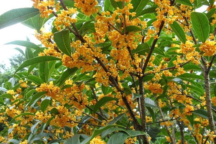 桂花树：园林价值、价格与种植指南