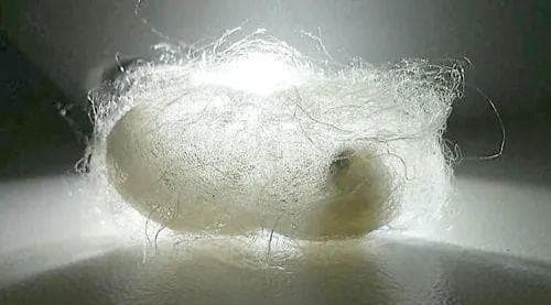6种新型天然植物纤维你都见过吗？
