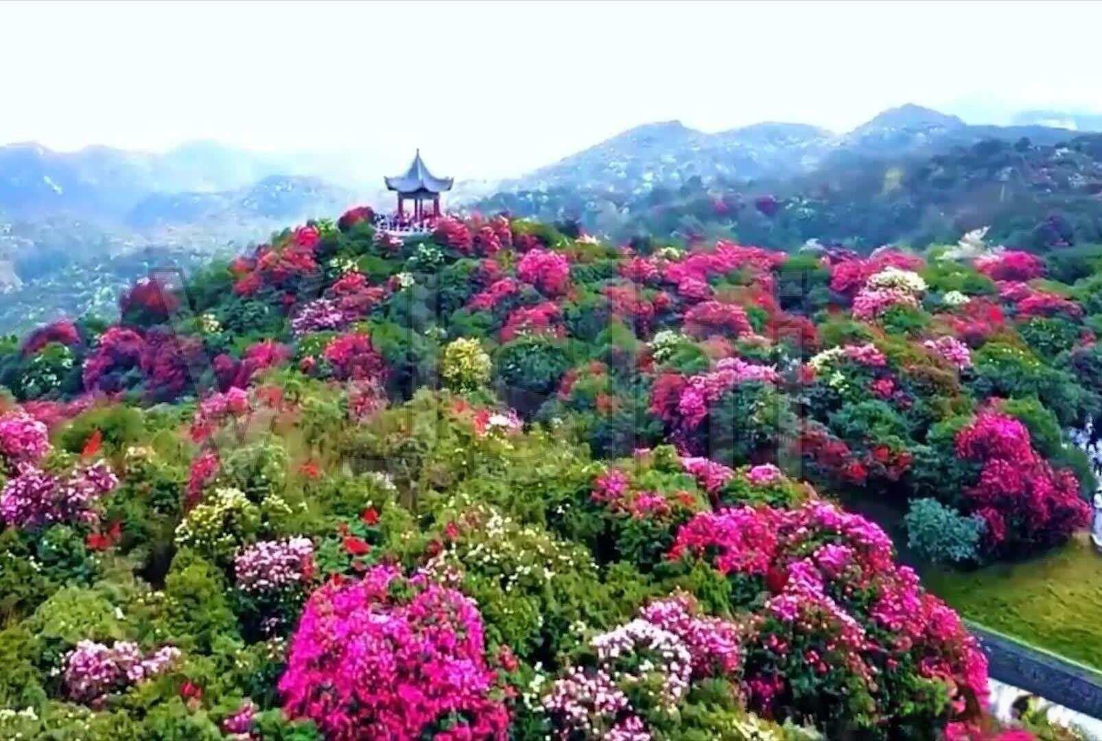 意境高妙的10首杜鹃花诗，哪一首能迎来贵州百里杜鹃最美时刻？