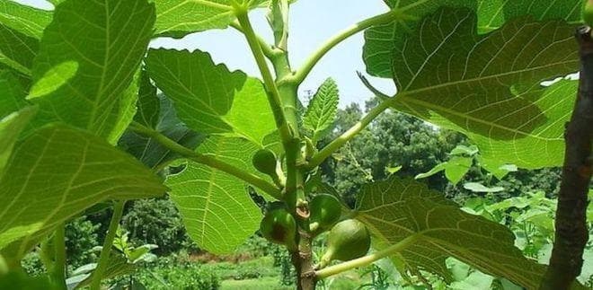 无花果的生长环境条件及特点（探究无花果的生态特性，全面了解其生长要求）