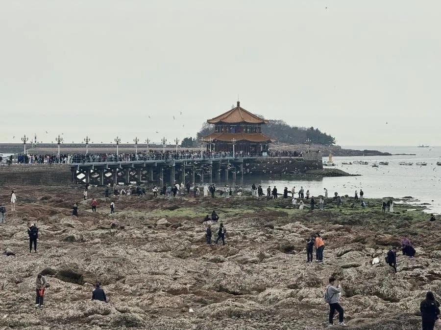 现在还有大量海鸥在栈桥！是今年走得晚还是来得多？专家揭秘来了