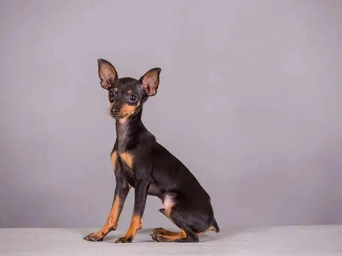 驯鹿秘籍：如何让你的小鹿犬成为“听话小天使”？