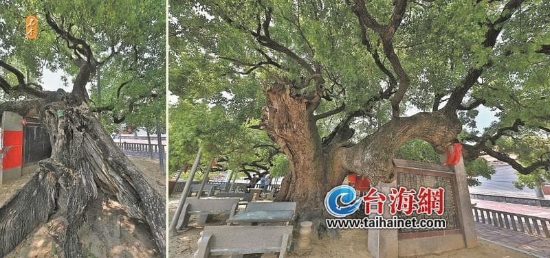 “植”此青绿 厦门树木知多少