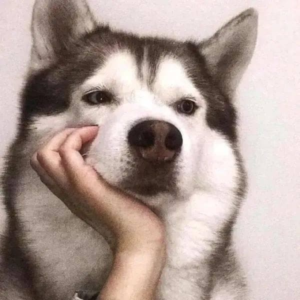 狗狗皮肤出现明显脱毛，可能是这种疾病导致的！