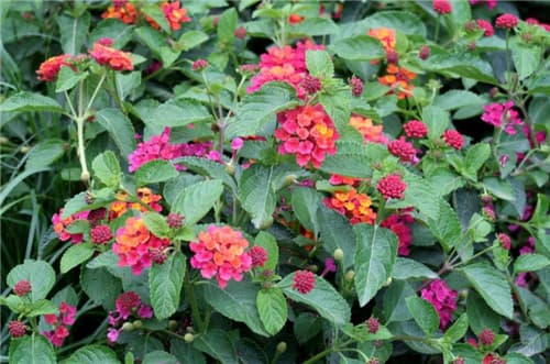 五色花资料介绍，五色花的功效和作用