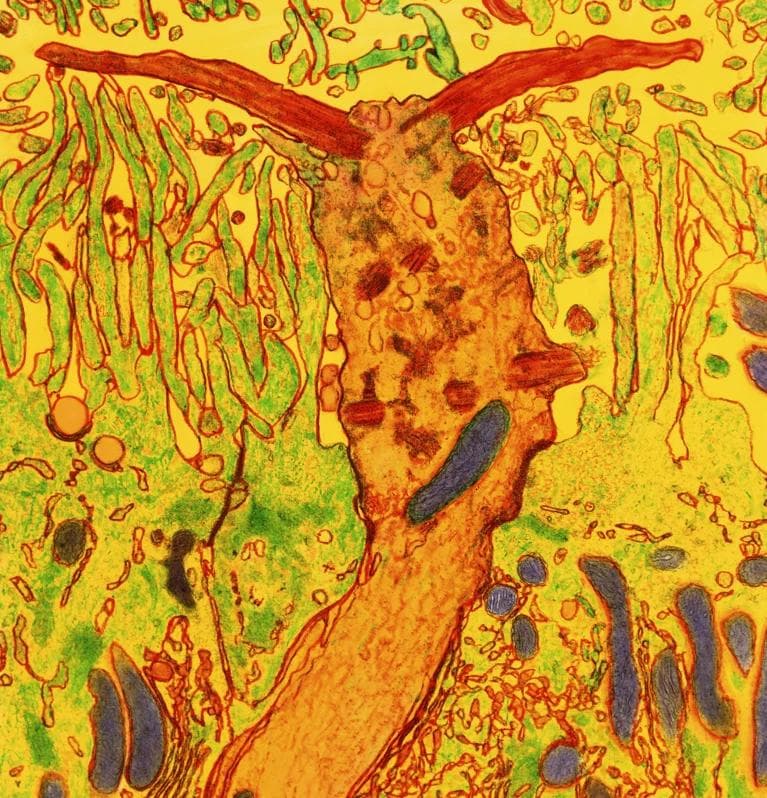 嗅觉的生物学之谜——人工智能帮助解开它的奥秘