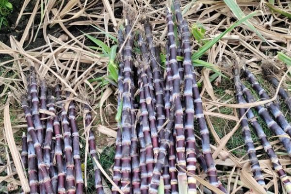 甘蔗种植技术全攻略：从品种选择到施肥管理