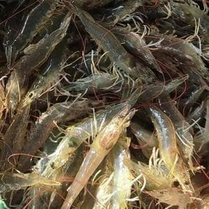 南美白对虾养殖技术经验分享
