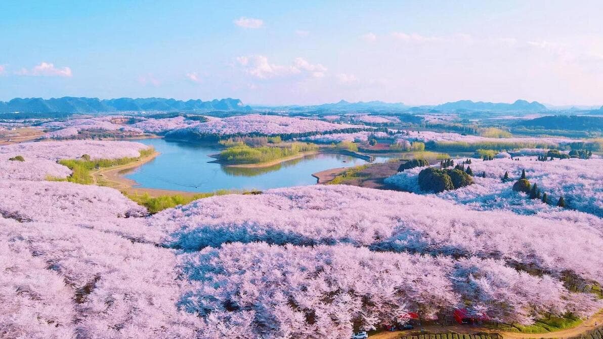 贵安樱花园赏樱指南 | 万亩樱海漫游，解锁限定春日粉色浪漫