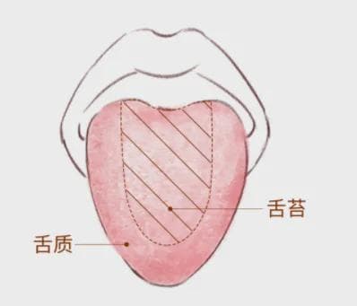 一看就懂|简单实用的舌诊图谱大全，教你快速识别疾病！