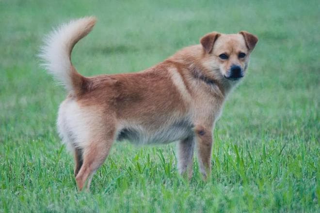 土狗被指“黑社会”？警犬之路为何如此坎坷？了解真相后再做判断