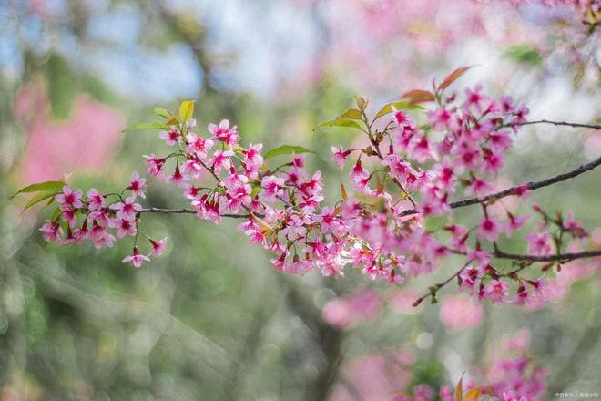 秦观《春词绝句五首》：春日美景与人生感慨的交织
