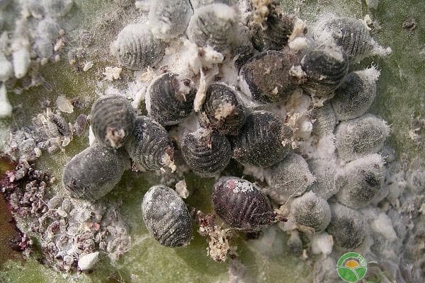 胭脂虫：一种极具经济价值的昆虫