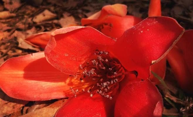 木棉花开花时间及数量分析（探究木棉花的开花规律与生长习性）